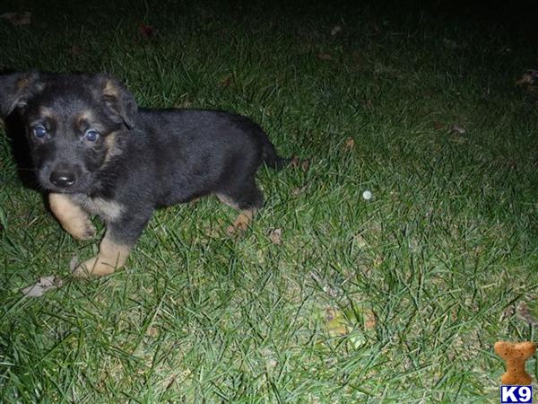 german shepherd puppy posted by Rick Swenson